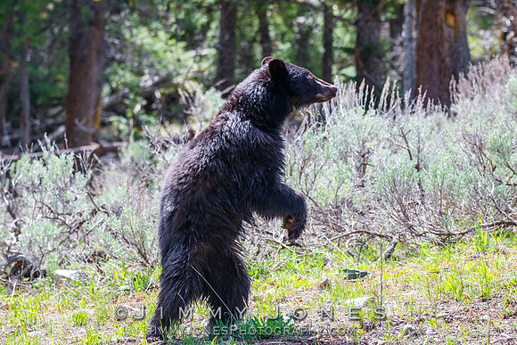 Black Bear Zombie