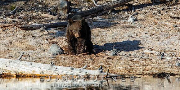 Black Bear