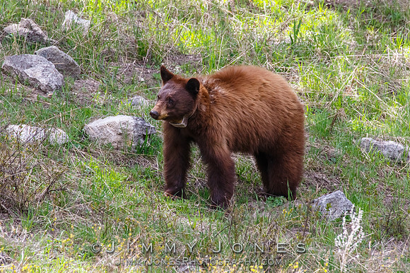 Cinnamon Black Bear
