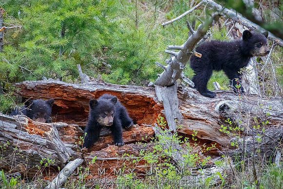 Rosie's Black Bear Cubs