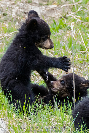 Rosie's Black Bear Cubs