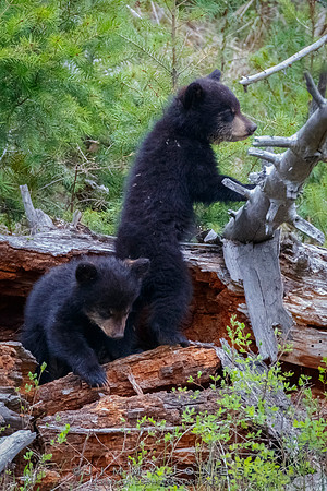 Rosie's Black Bear Cubs
