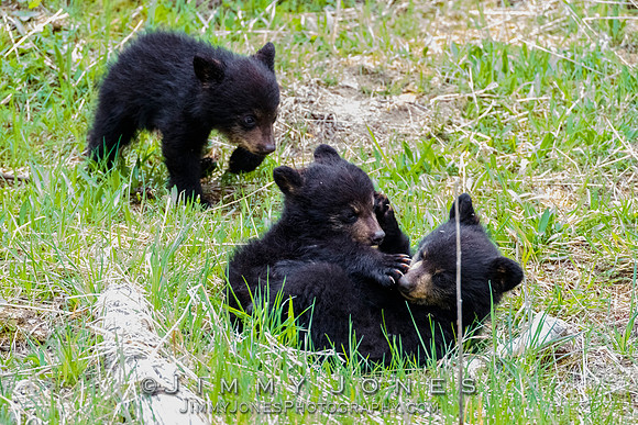 Rosie's Black Bear Cubs
