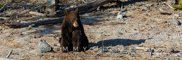 Black Bear