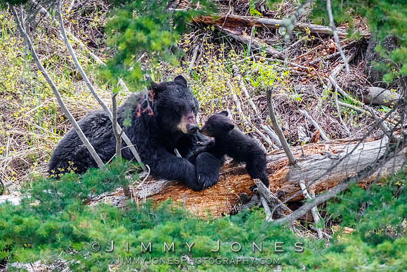 Black Bear Sow Rosie w/ Cub