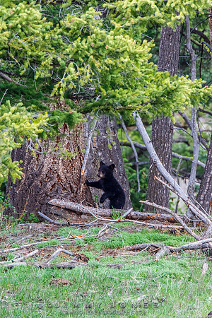 Black Bear Cub