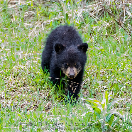 Rosie's Black Bear Cub