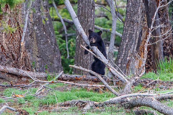 Black Bear Cub
