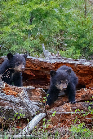 Rosie's Black Bear Cubs