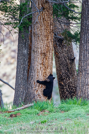 Black Bear Cub
