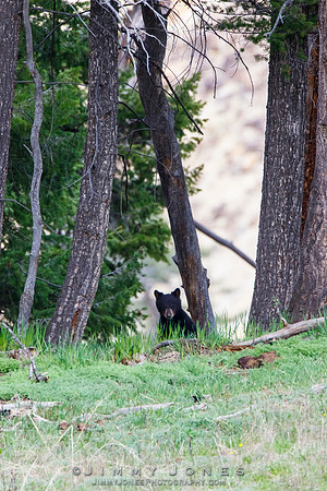 Black Bear Cub