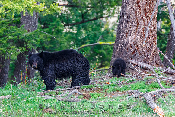 Black Bear Sow w/ Cub