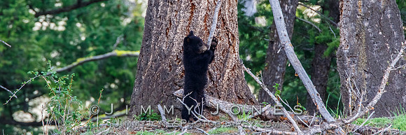 Black Bear Cub