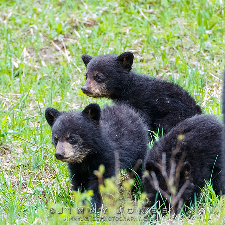 Rosie's Black Bear Cubs