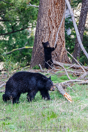 Black Bear Sow w/ Cub