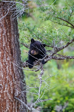 Rosie's Black Bear Cub