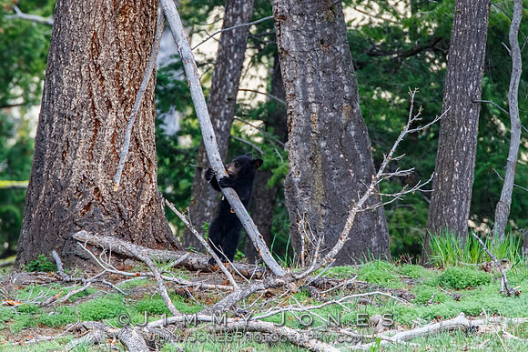 Black Bear Cub