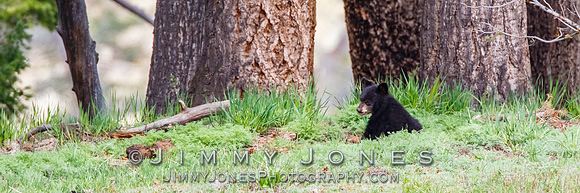 Black Bear Cub