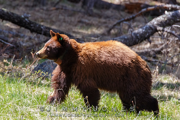 Cinnamon Black Bear