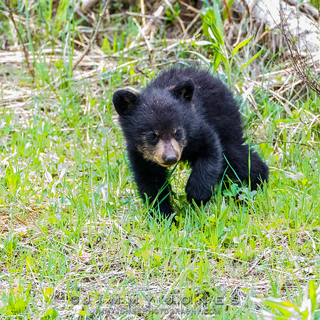 Rosie's Black Bear Cub