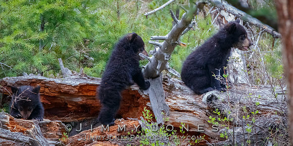 Rosie's Black Bear Cubs