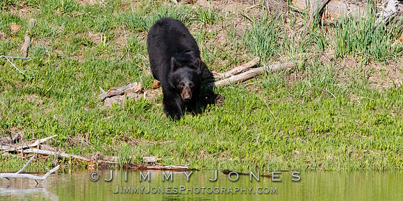 Black Bear