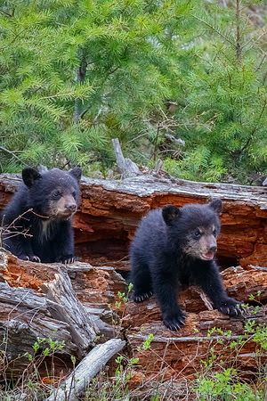Rosie's Black Bear Cubs