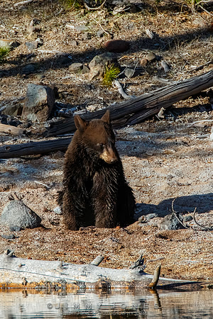 Black Bear
