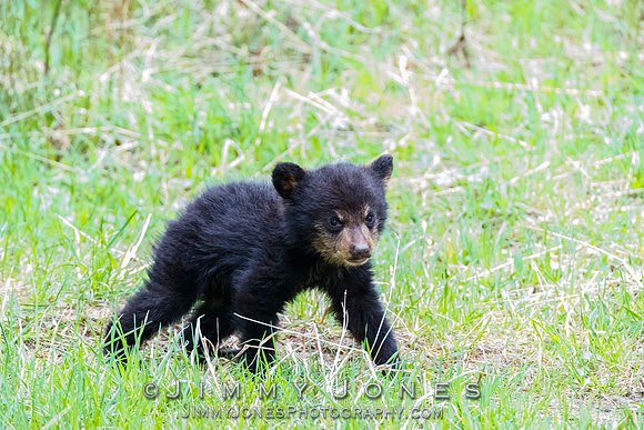 Rosie's Black Bear Cub
