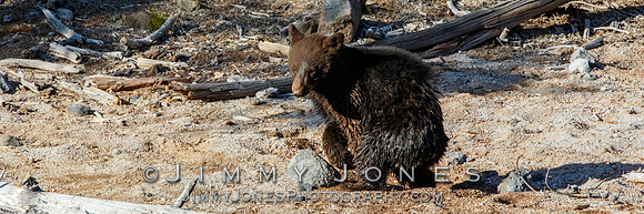 Black Bear