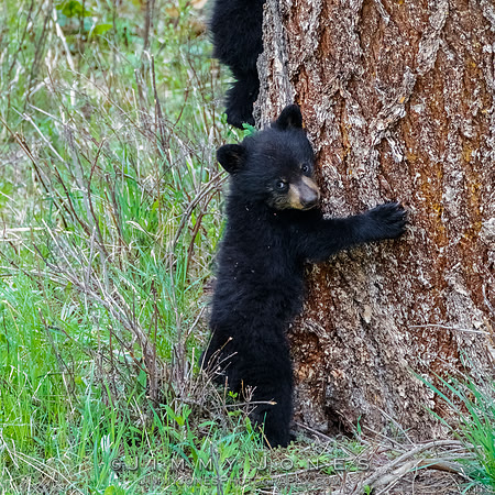 Rosie's Black Bear Cub