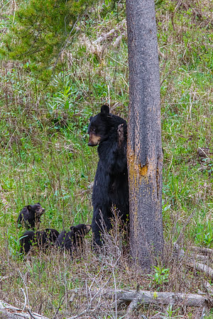 Black Bear Sow Rosie w/ Cubs