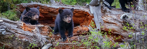 Rosie's Black Bear Cubs