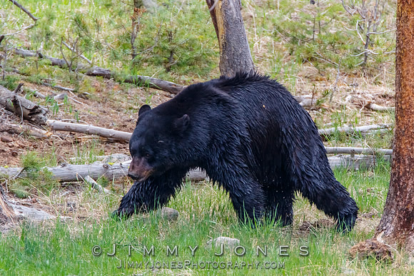 Black Bear