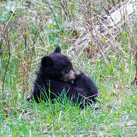 Rosie's Black Bear Cub