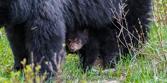 Black Bear Sow Rosie w/ Cub