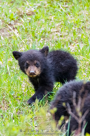 Rosie's Black Bear Cub