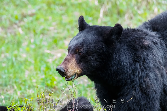 Black Bear Sow Rosie
