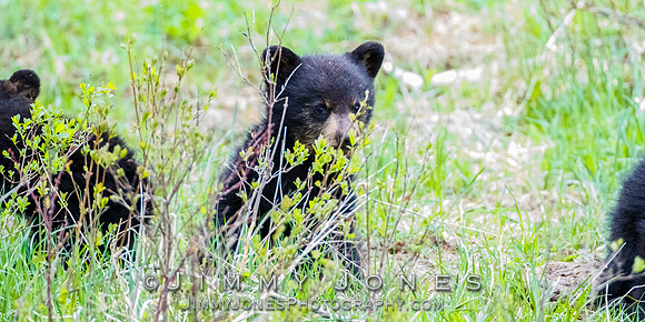 Rosie's Black Bear Cub