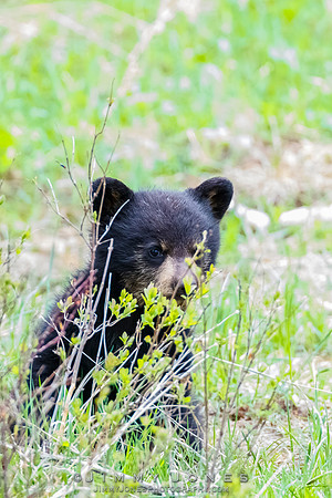 Rosie's Black Bear Cub
