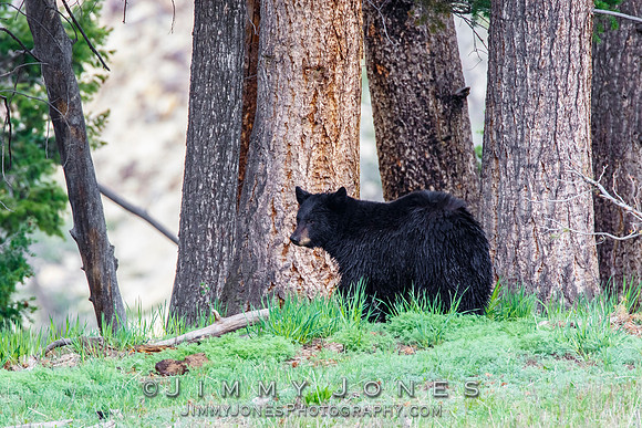 Black Bear