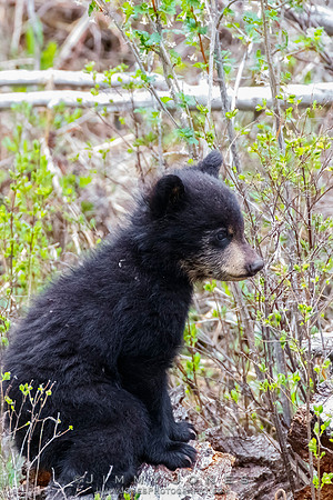 Rosie's Black Bear Cub