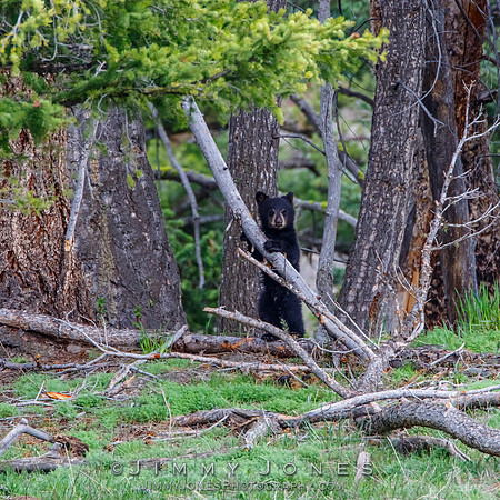 Black Bear Cub