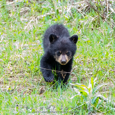 Rosie's Black Bear Cub