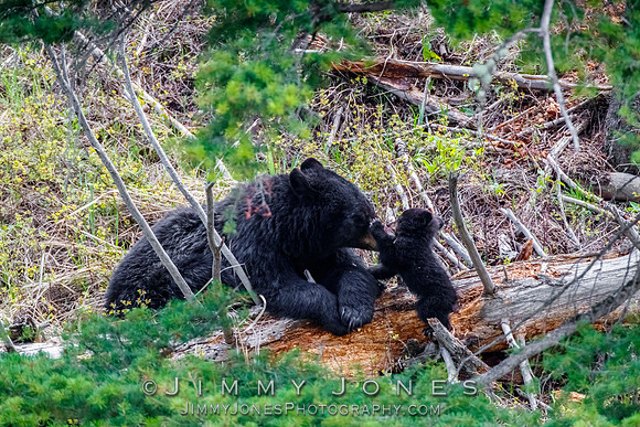 Black Bear Sow Rosie w/ Cub