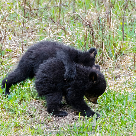 Rosie's Black Bear Cubs