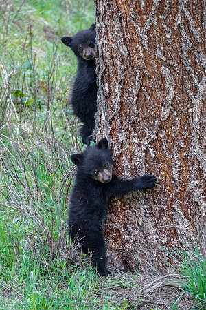 Rosie's Black Bear Cubs