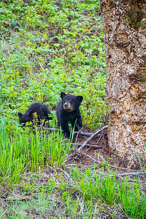 Rosie's Black Bear Cubs