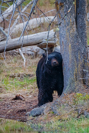 Black Bear