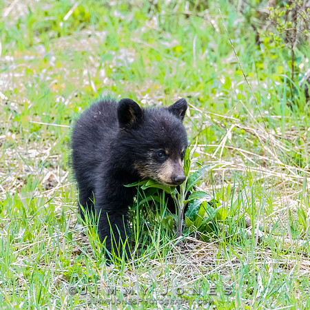 Rosie's Black Bear Cub